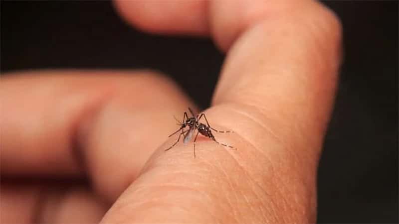 Dengue: se reportaron 36 mil contagios y 36 muertos en la última semana