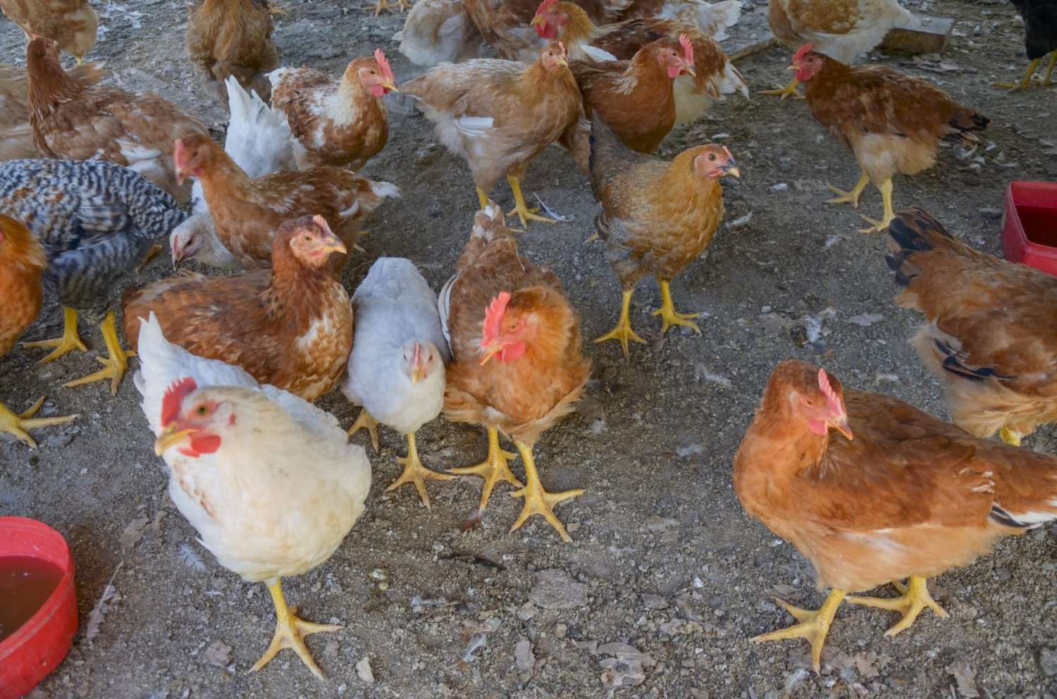 Gripe aviar: CRA pidió al Gobierno medidas para "evitar la extinción del sector"