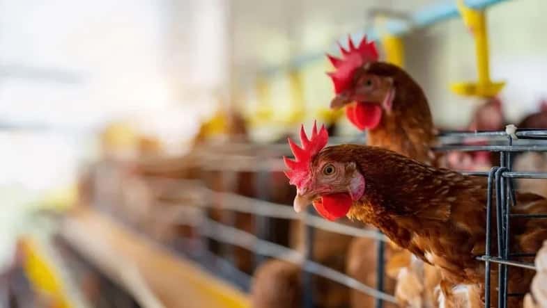 Gripe aviar en Entre Ríos: Senasa sacrificó 13.000 gallinas