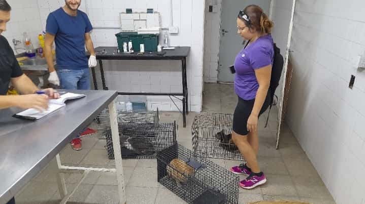 La medida que tomó el municipio ante la sobrepoblación de gatos en Gualeguaychú