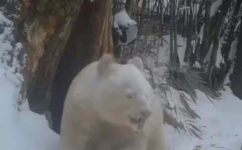 Las impactantes imágenes del único oso panda albino del mundo encontrado en la naturaleza