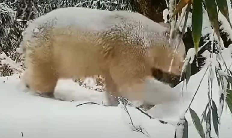 osos panda albino - 2