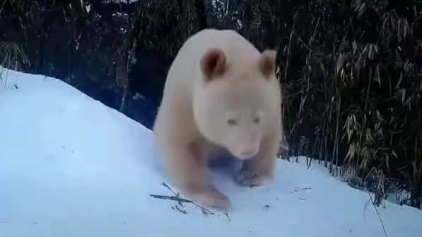 osos panda albino - 3