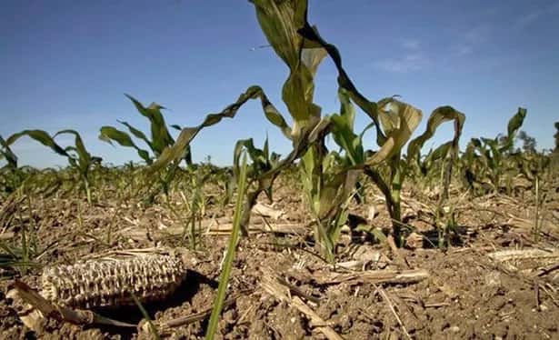 La sequía en Gualeguaychú dejó su huella: “los daños en el campo son irreversibles”