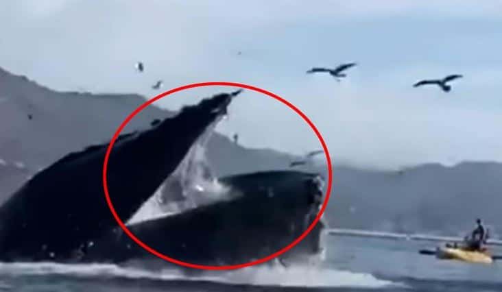 Una ballena jorobada se tragó a dos turistas y el video estremece las redes