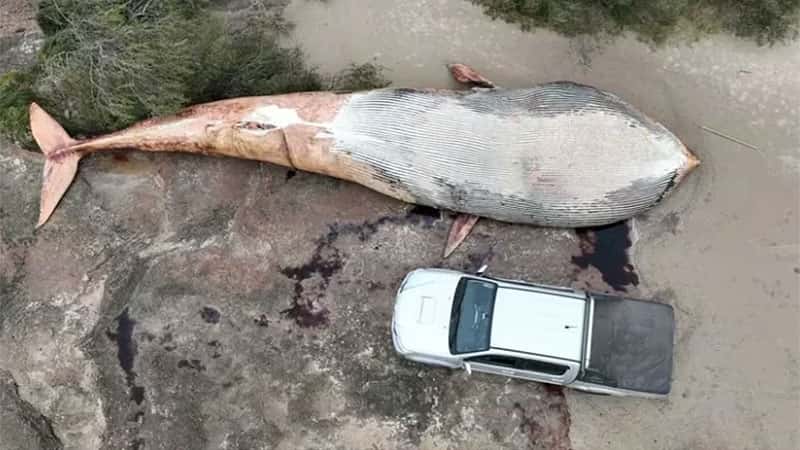 Encontraron una ballena de 20 toneladas muerta en la costa uruguaya