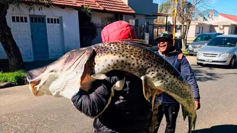 Pescó un surubí de más 40 kilos en el río Uruguay y se lo llevó al hombro hasta su casa