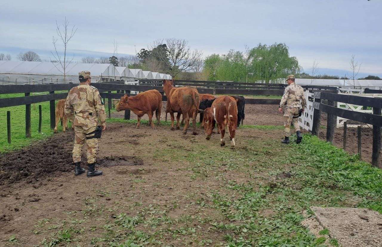 Secuestraron siete vacas que causaron daños en una chacra
