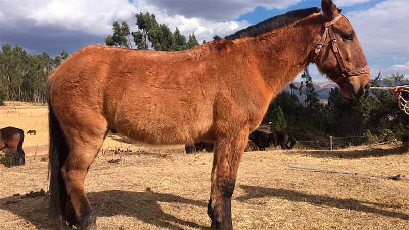 Brote de encefalomielitis equina en Argentina: cuál es el riesgo para los humanos de la enfermedad que afecta a los caballos