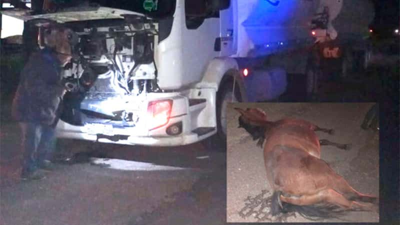 Un camión chocó contra dos caballos sueltos en la ruta provincial 39