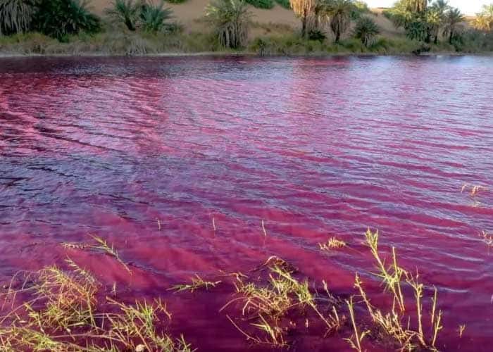 El río Nilo se tiñó completamente de rojo y desató el misterio en Egipto. Mirá el video