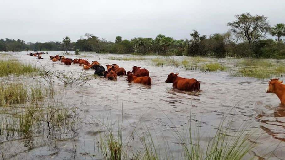 Los dirigentes rurales piden medidas de emergencia para salvar a miles de cabeza de ganado de la creciente