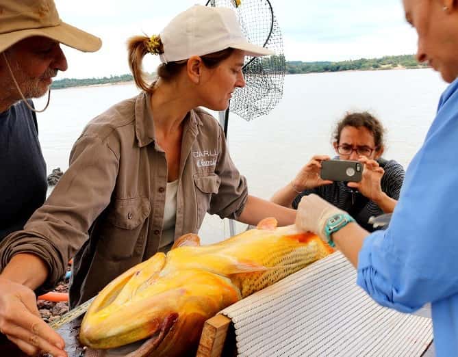 Encuentran venenos y sustancias contaminantes en tejidos de peces del río Uruguay