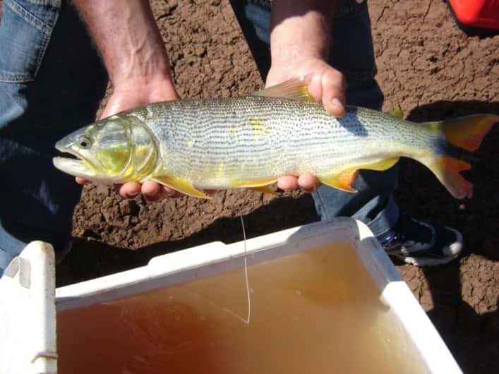 pescado río uruguay - 2