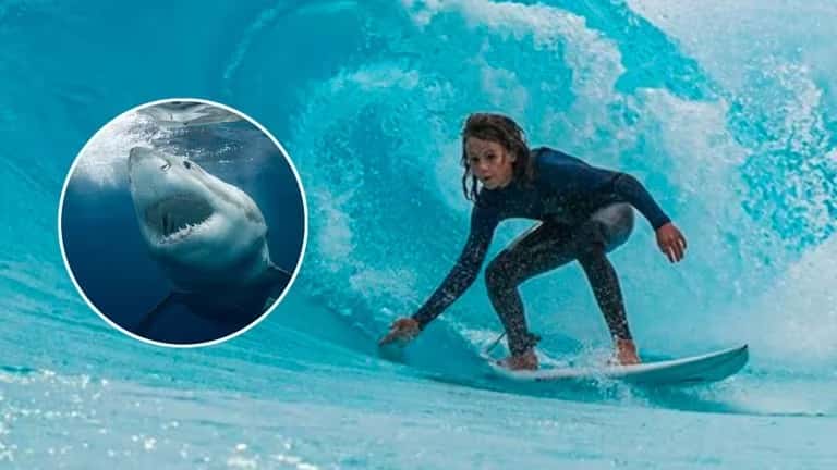 Un surfer de 15 años murió en Australia tras el ataque de un tiburón
