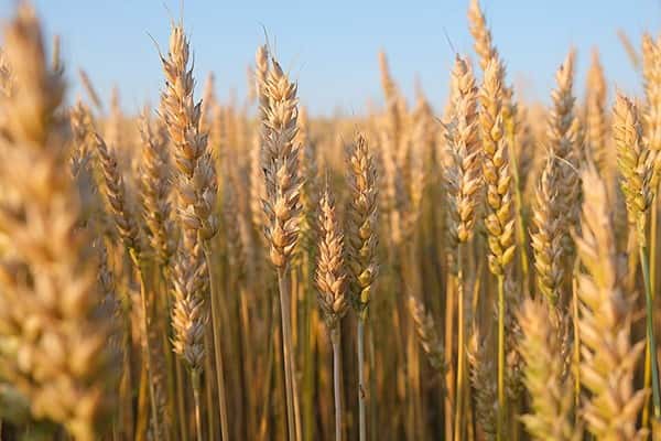 Producción récord de trigo en Entre Ríos: Gualeguaychú entre los departamentos con rendimiento más alto