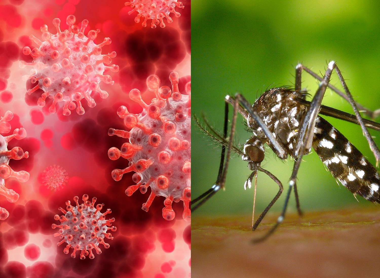 Entre Ríos: se registraron 231 nuevos casos de dengue y 91 de Covid