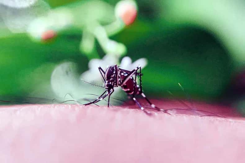 Aumentaron los casos de dengue y Covid en Entre Ríos