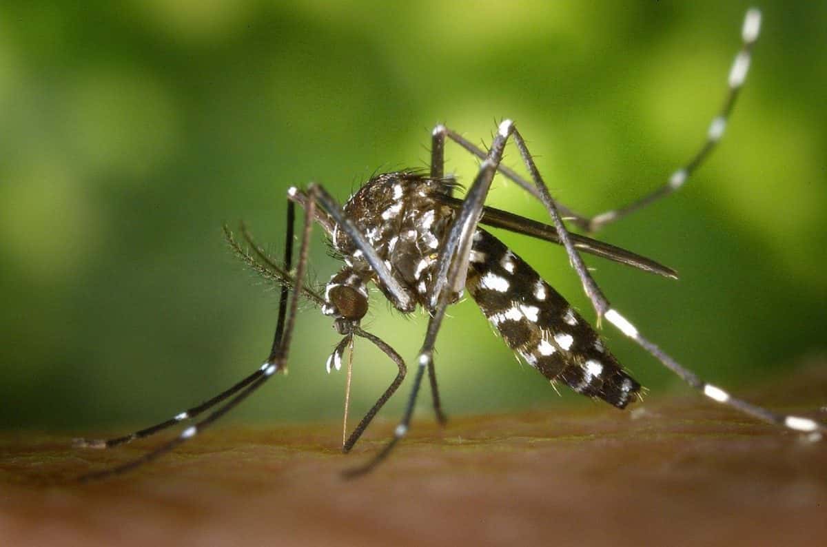 Salud confirmó el fallecimiento de otro paciente con dengue y actualizó los datos epidemiológicos