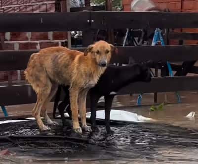 Dramáticas imágenes de perritos rescatados en medio de la inundación