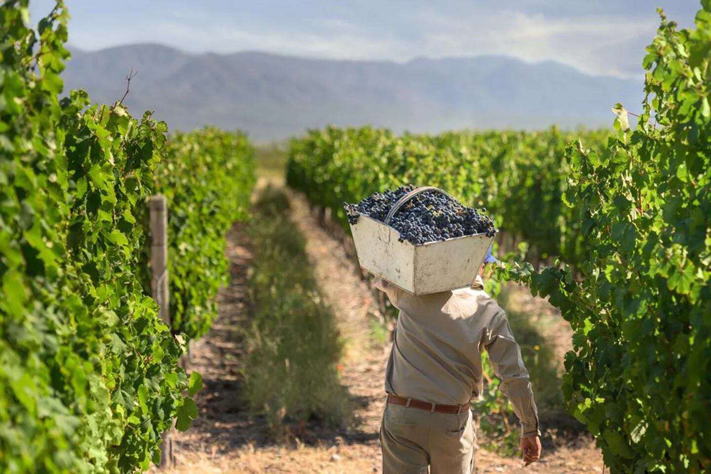 Las labores culturales que los viñateros realizan en cada finca son determinantes en las características que tendrá el vino. (Crédito: Terruño).