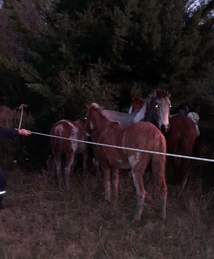 Pueblo Belgrano: Los caballos sueltos serán alojados temporalmente en la UP9