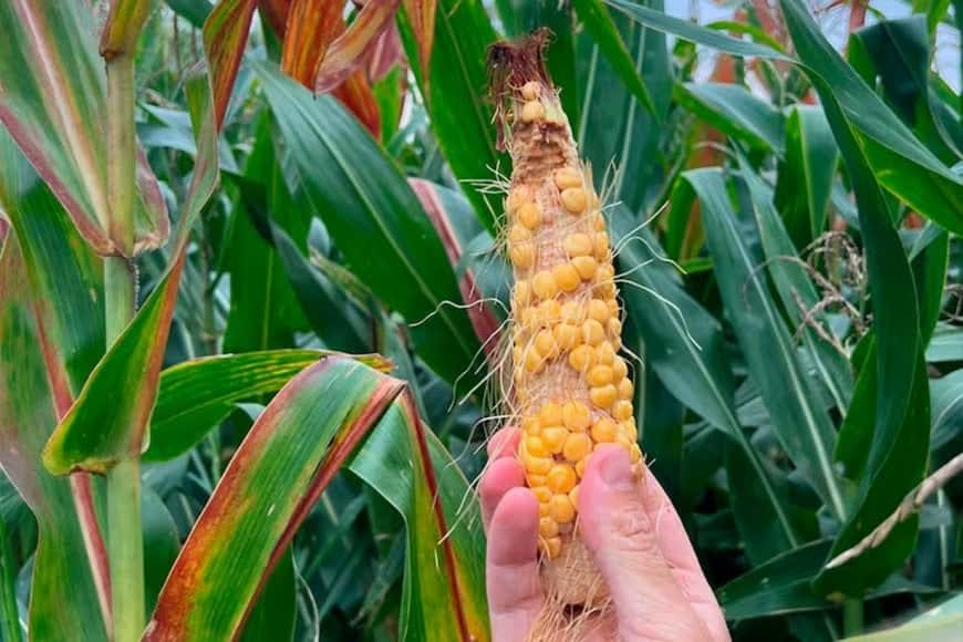Revelan nuevos detalles de "La Chicharita", la plaga que amenaza con aniquilar los cultivos de maíz