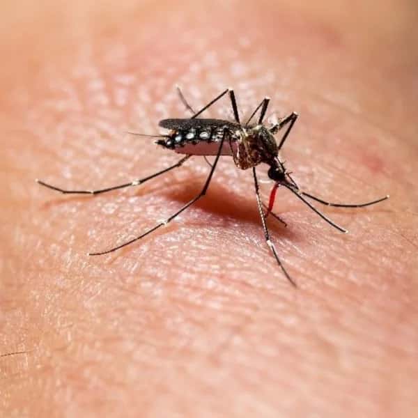 imagen Advierten que el riesgo de contraer dengue se mantiene a pesar del descenso de temperatura