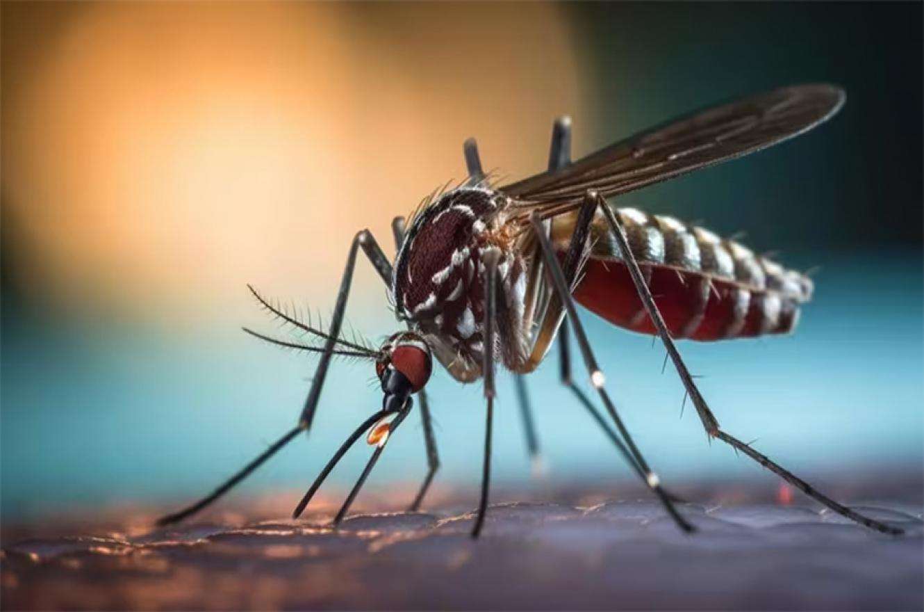 Brote histórico de dengue en el país: ya son 238 los fallecidos y hay más de 333 mil casos