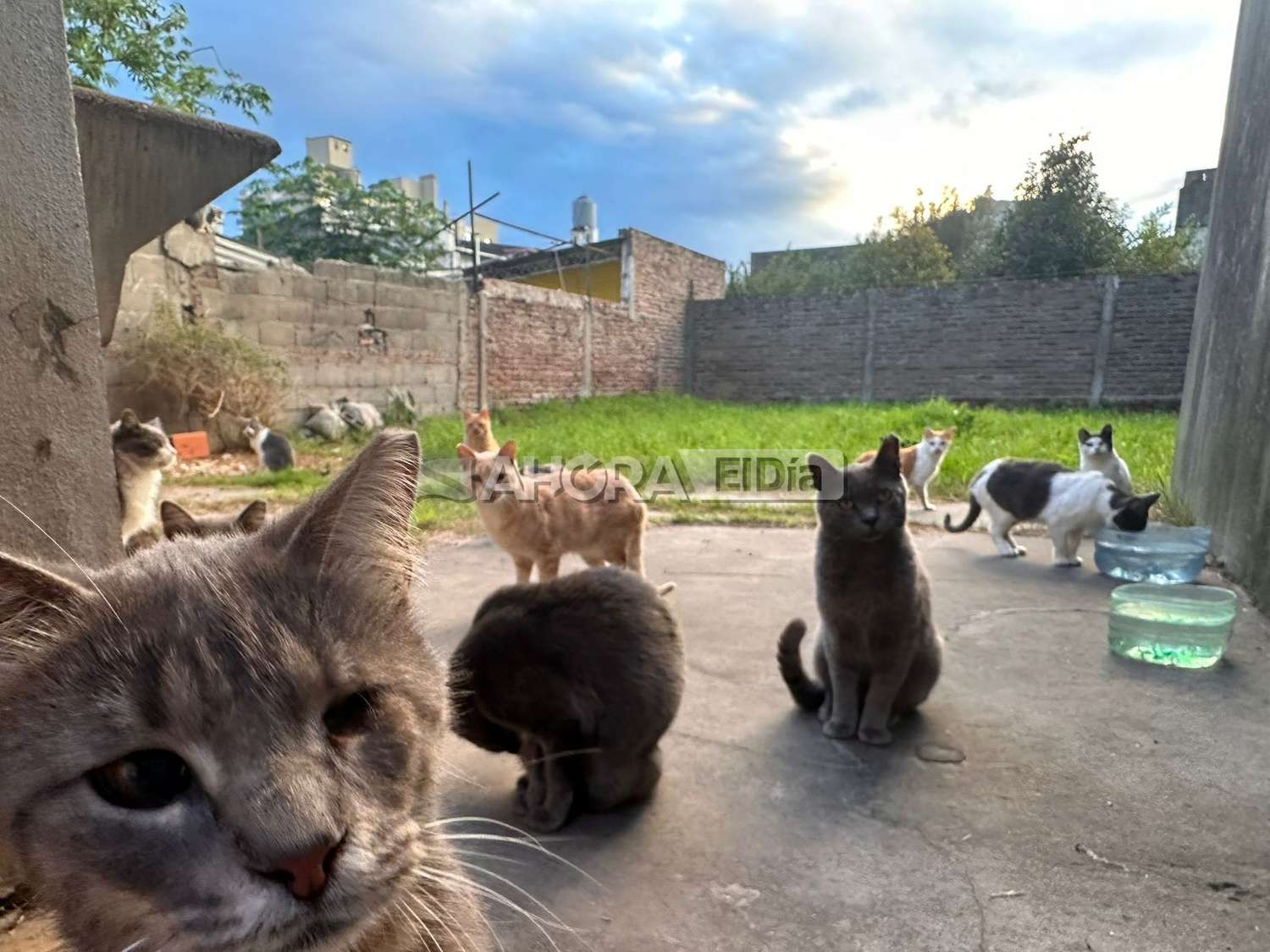 imagen Más de 15 gatitos ferales vivían en una casa pero ahora se vendió: piden ayuda urgente