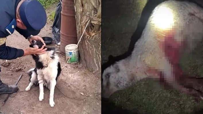 Indignación en Entre Ríos porque una jauría mató a seis ovejas e hirió a otras 20