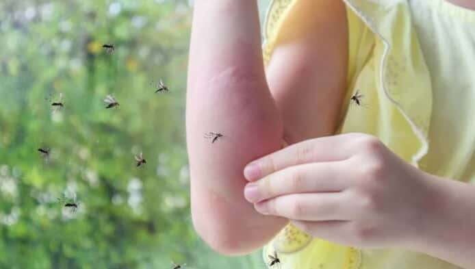 Invasión: ¿Hasta cuándo seguirán los mosquitos en Gualeguaychú?