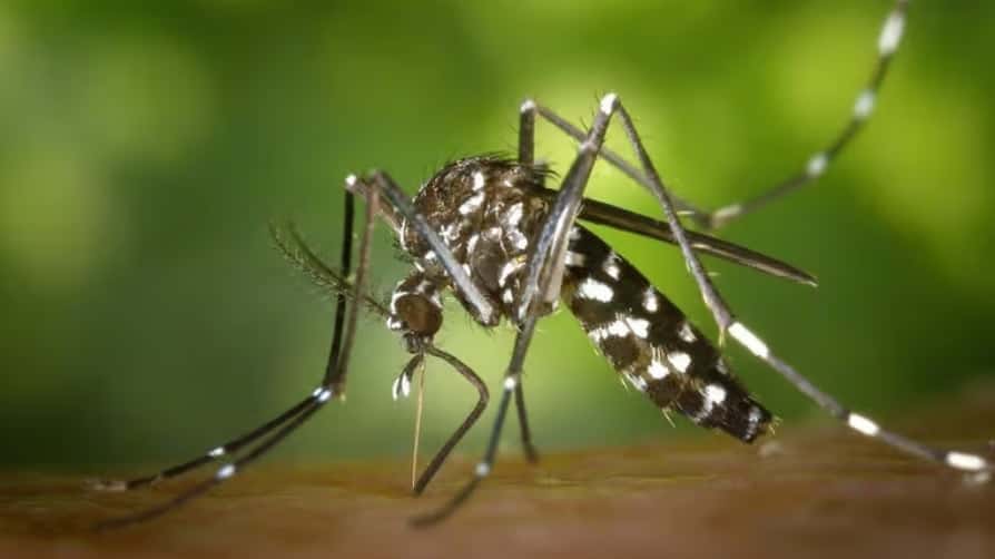 El dengue cambió nuestra percepción sobre los mosquitos