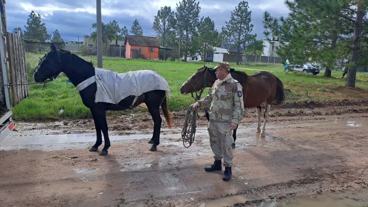 Secuestran cuatro caballos sueltos en Pueblo Belgrano y los trasladan a la Granja Penal Nº9