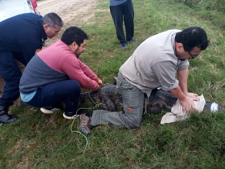 Capturaron un yacaré de 2,5 metros en Entre Ríos: mirá el video
