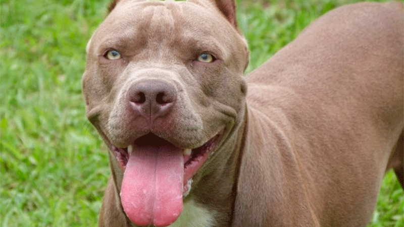 El pitbull de la familia se soltó, atacó y mató a un nene de 8 años