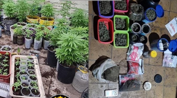 Allanaron una vivienda y secuestraron 174 plantas de marihuana