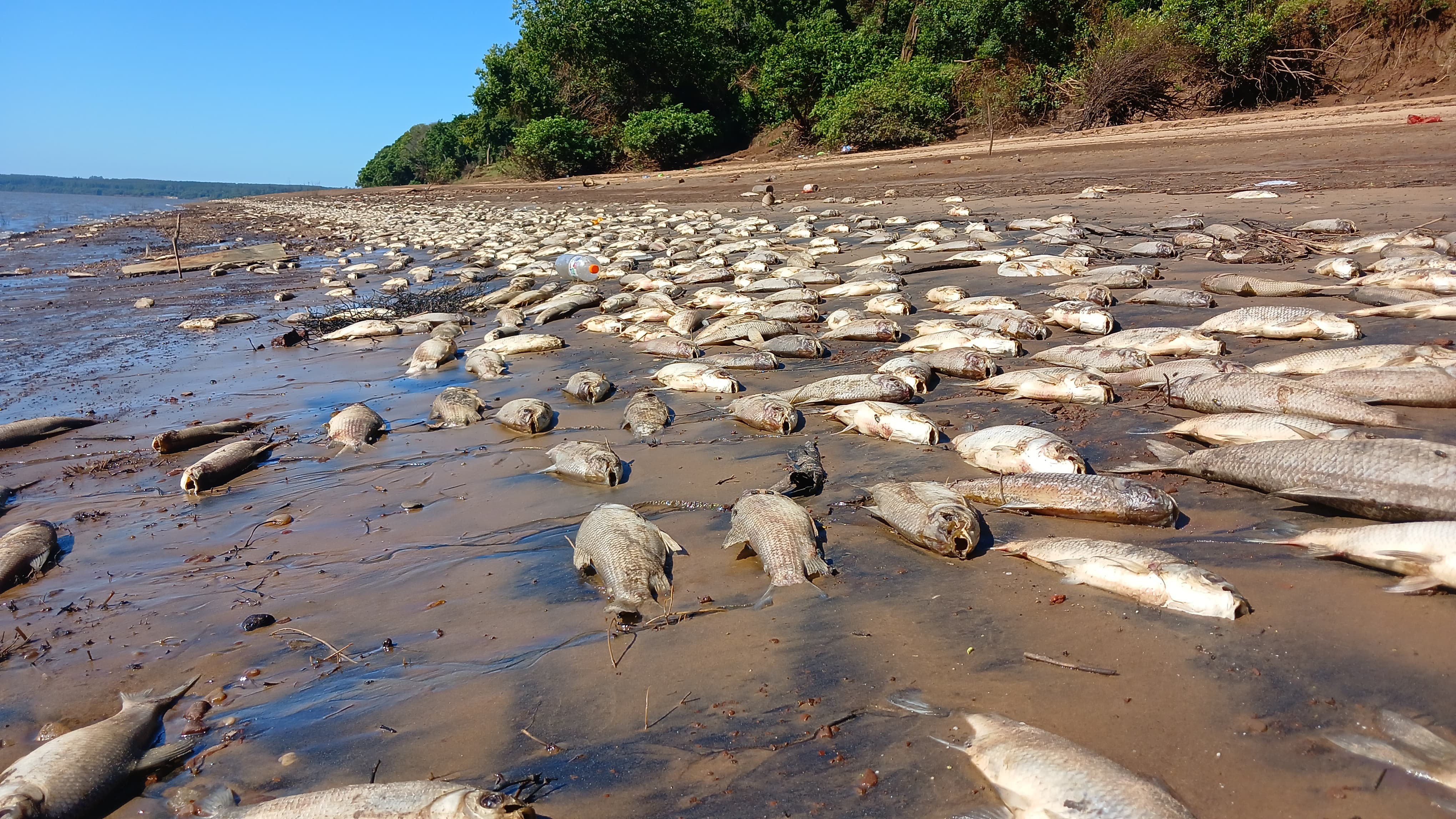 Gran cantidad de peces aparecieron muertos a orillas de un arroyo