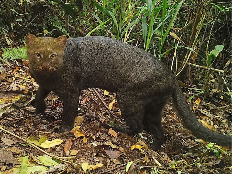 Cómo es el “gato nutria”, el extraño felino que encontraron en el patio de una casa en Entre Ríos – El Día de Gualeguaychú