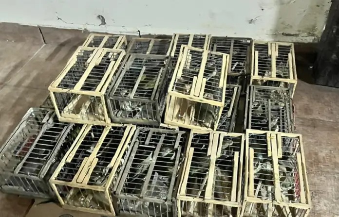 Tras una persecución, interceptaron una camioneta con aves de contrabando en Entre Ríos