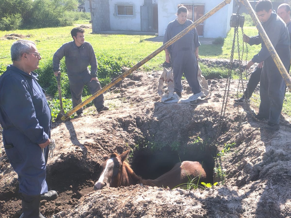 Los Bomberos trabajan en el rescate de un caballo atrapado en una obra en construcción