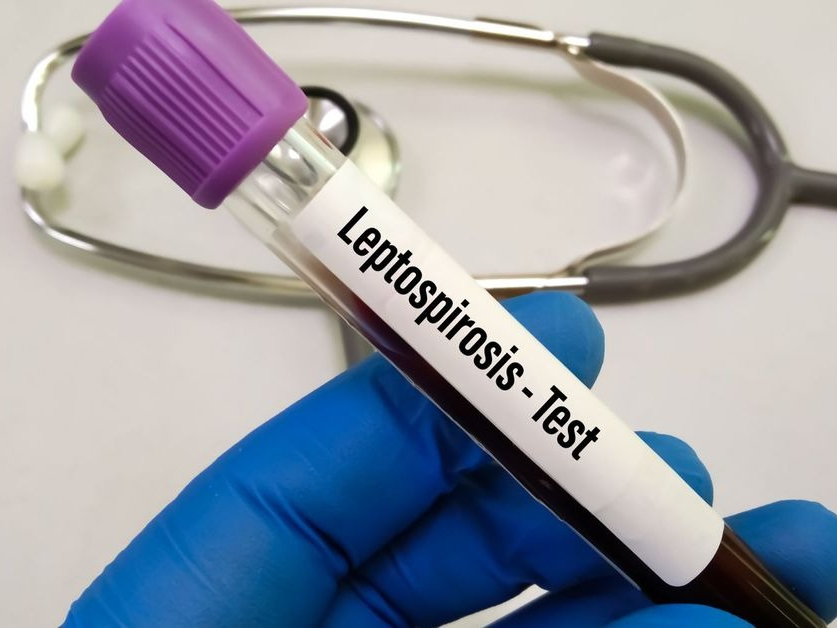 Leptospirosis: alerta por el aumento de los casos en Entre Ríos