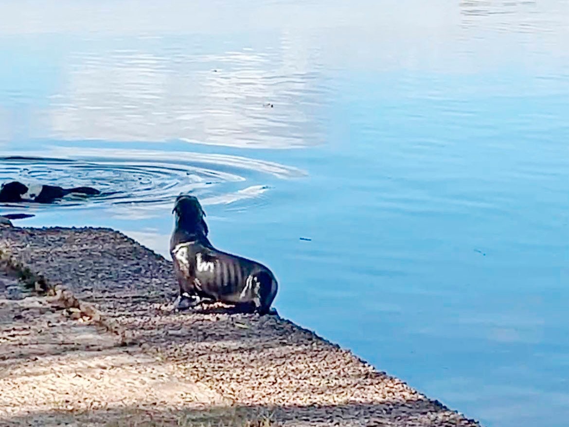 Un lobito de mar apareció en la Costanera Norte y sorprendió a los vecinos