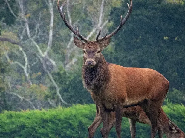 Allanaron un coto de caza en Costa Uruguay Sur y encontraron una especie de ciervo prohibida en la provincia