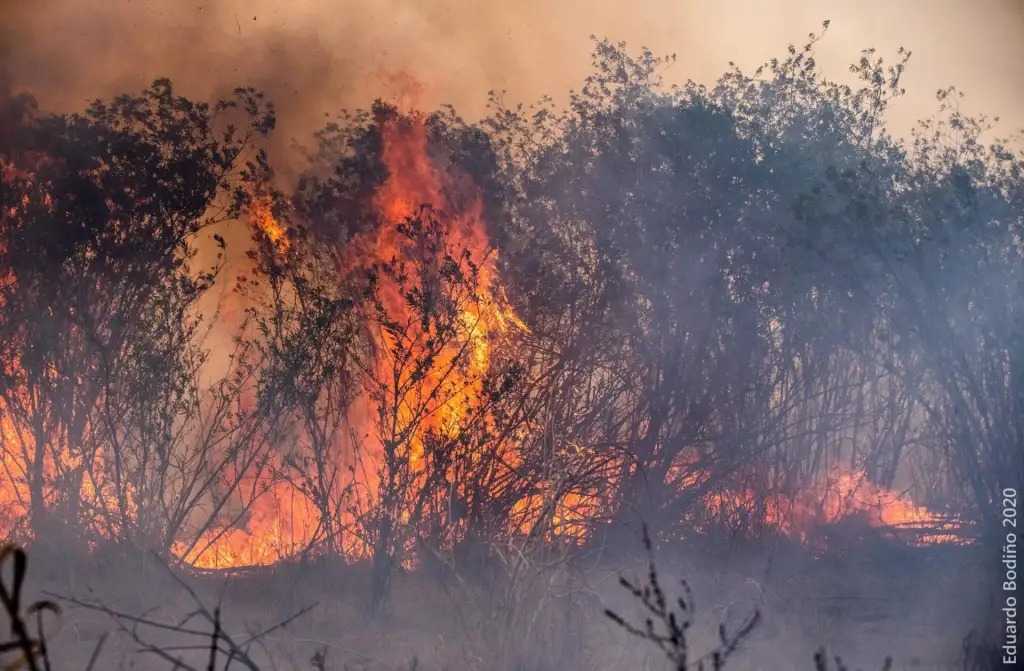 Multaron con $3,6 millones a un productor de Concepción del Uruguay por quemar hectáreas de bosque nativo