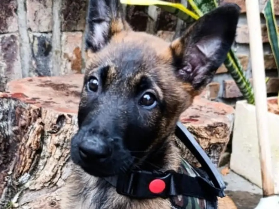 Un cuartel de bomberos de Entre Ríos presentó a Jack, el cachorro que será perro de búsqueda y rescate