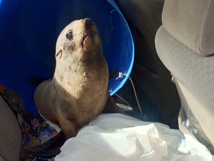 Rescataron al lobito marino que apareció en el río Gualeguaychú y advierten que habría otros más en el río Uruguay