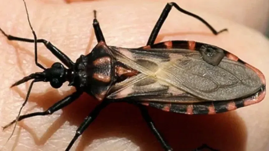 Entre Ríos registra una fuerte baja en la transmisión materno-infantil del mal de Chagas