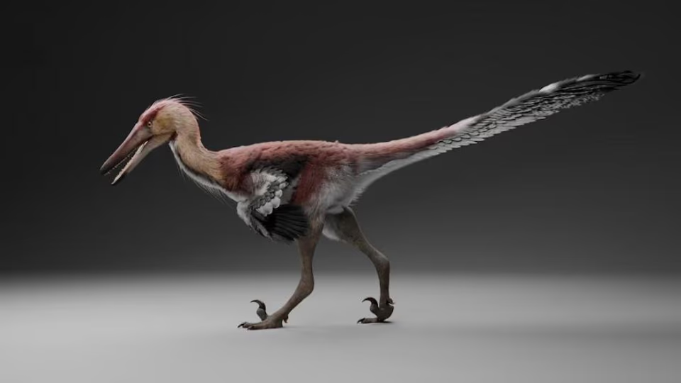Hallaron una nueva especie de dinosaurio raptor en Santa Cruz