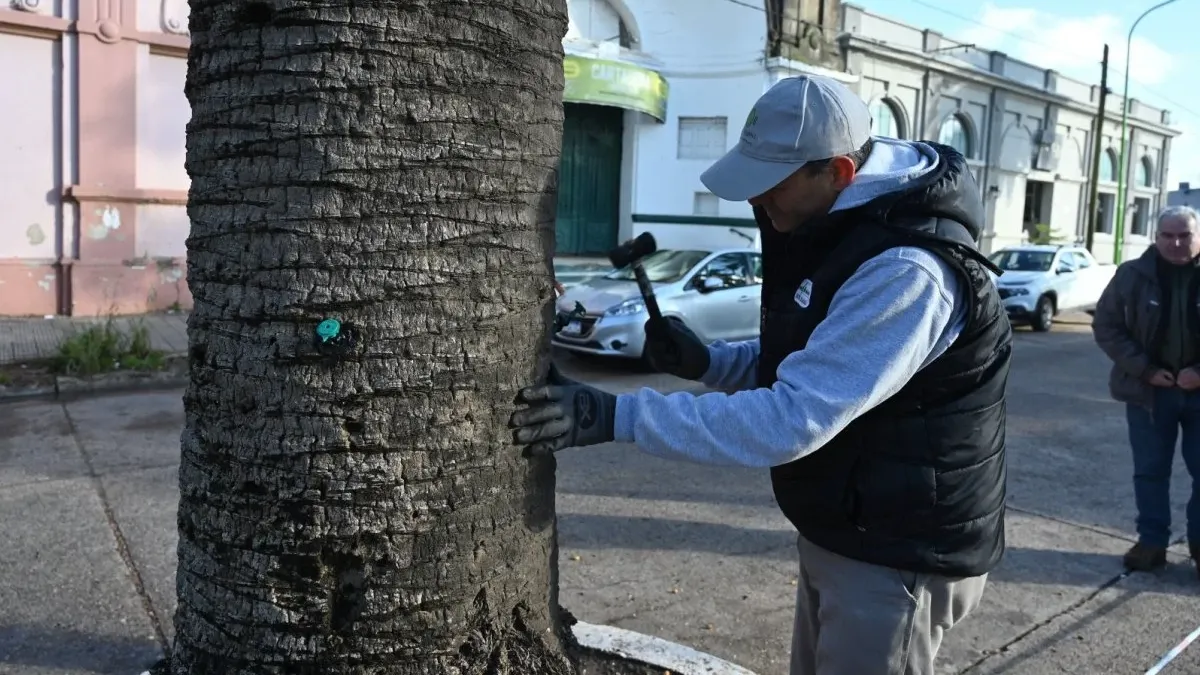 Los picudos rojos y negros amenazan las palmeras de Gualeguaychú